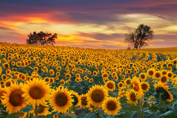 咲くひまわり畑 - sunflower field flower yellow ストックフォトと画像