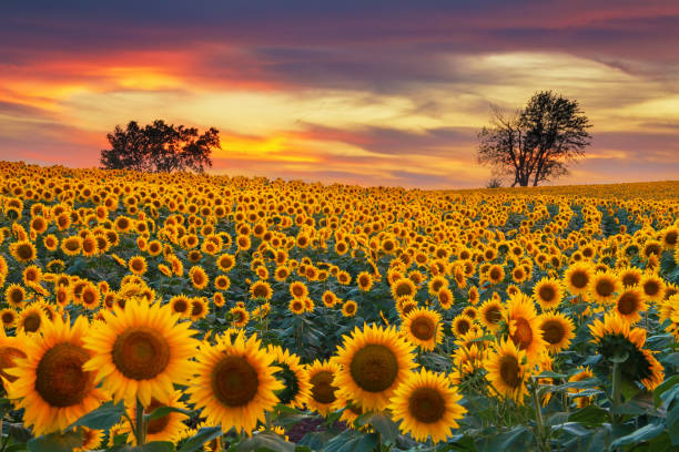 Blooming Sunflower Field Sunflower field in the Midwest in full bloom at sunset. sunflower photos stock pictures, royalty-free photos & images