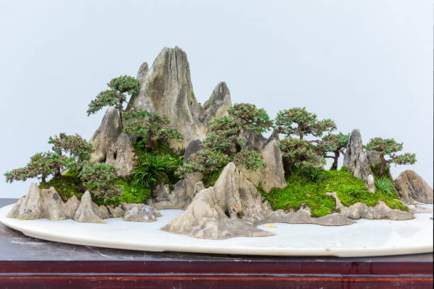 istock Bonsai trees on a rock against white wall 877356982