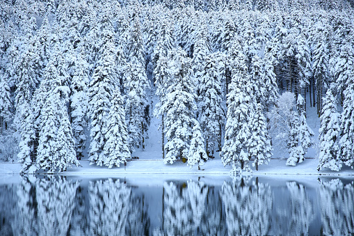 Winter, Snow, Christmas Tree, Decoration, Dusk