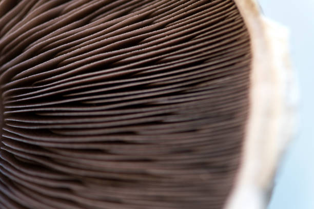 istock gills of a steak mushroom 877364020