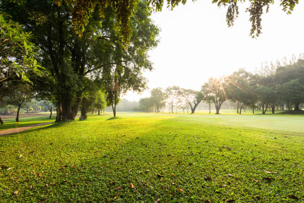 istock Scenery green golf  and meadow in morning 877364180