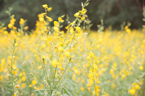 istock flower and leaf on blurred yellow background 877364270