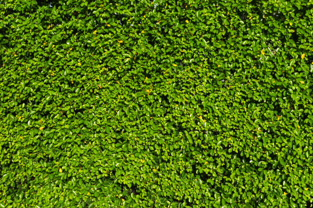 istock Nature green leaf background and textured, Leaves wall for backdrop, Green leaf in nature for backdrop 877364610