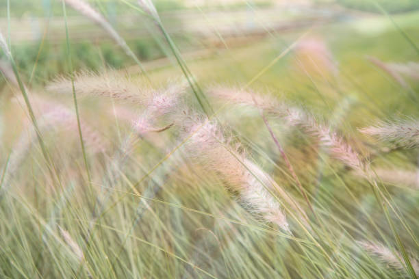 istock Closeup nature view of grass on blurred background 877364800