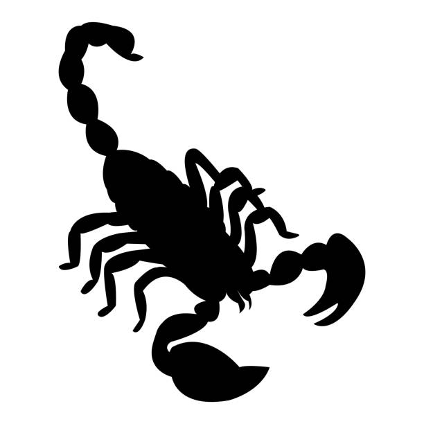 ilustrações de stock, clip art, desenhos animados e ícones de scorpion silhouette vector - escorpião aracnídeo