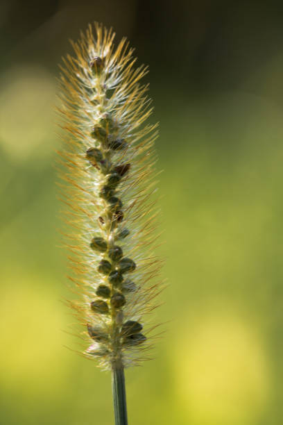 istock macro close up of green grass flower in blurred background 877366708