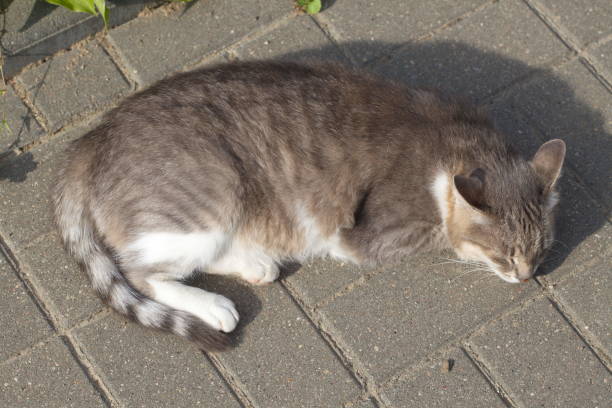 istock gray cat is lying on the sidewalk 877366810