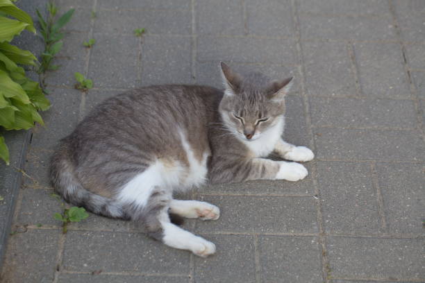 istock gray cat is lying on the sidewalk 877366844