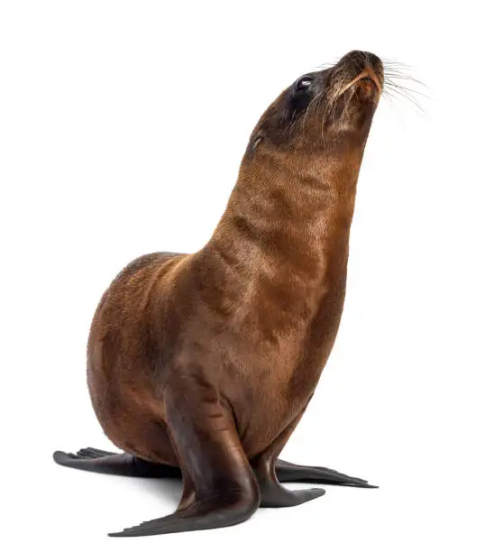 Photo of Young California Sea Lion, Zalophus californianus, 3 months old against white background