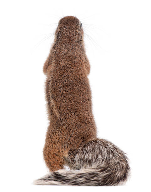 istock Cape Ground Squirrel, Xerus inauris, standing against white background 877366950
