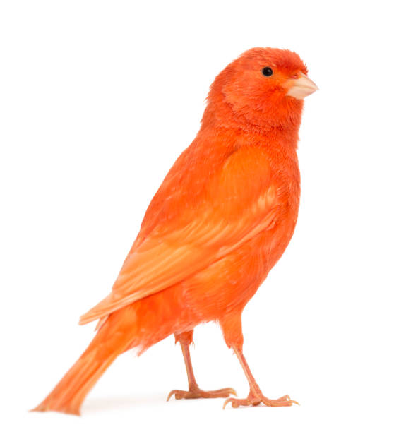 Red canary, Serinus canaria, against white background Red canary, Serinus canaria, against white background canary photos stock pictures, royalty-free photos & images