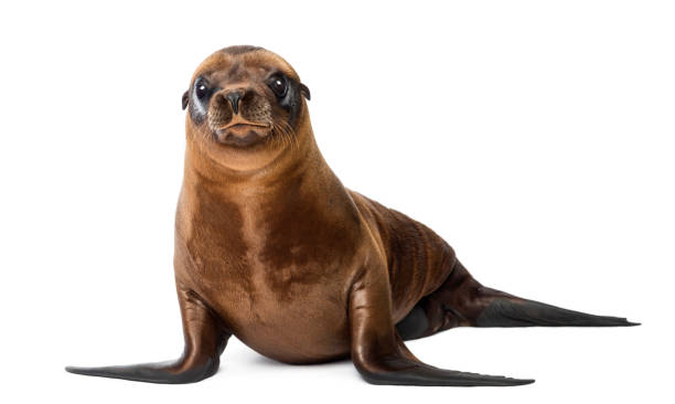 Young California Sea Lion, Zalophus californianus, portrait, 3 months old against white background Young California Sea Lion, Zalophus californianus, portrait, 3 months old against white background sea lion stock pictures, royalty-free photos & images
