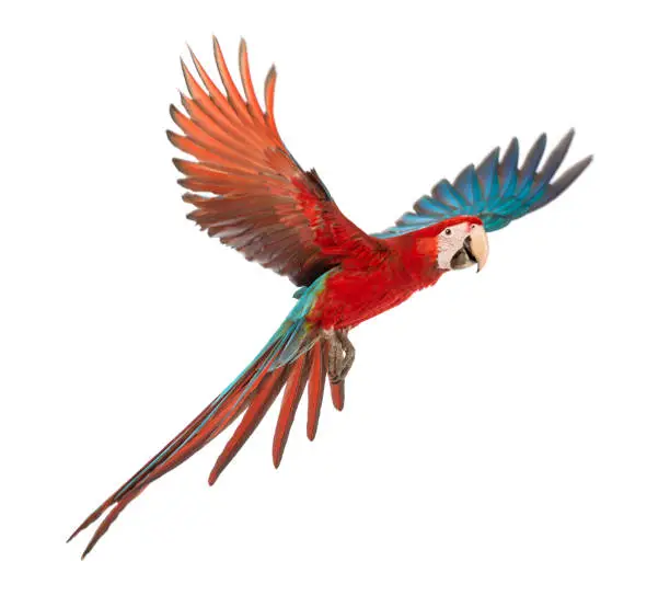 Photo of Green-winged Macaw, Ara chloropterus, 1 year old, flying in front of white background