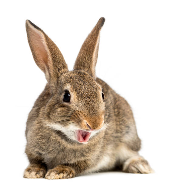 istock European rabbit or common rabbit smiling, 2 months old, Oryctolagus cuniculus against white background 877367200