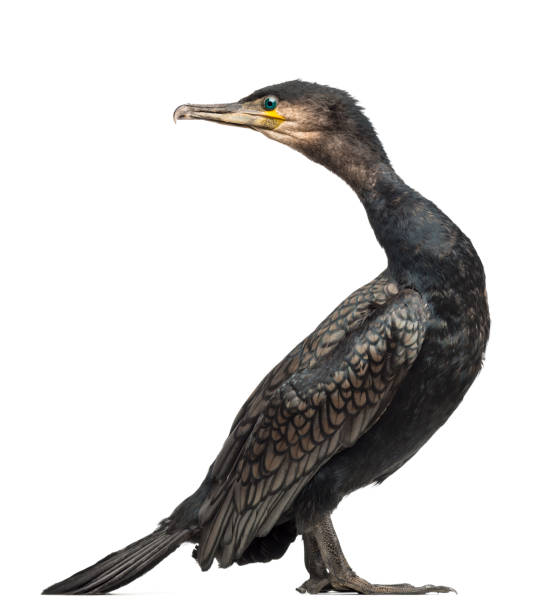 カワウ、ウ炭、白い背景に、またとして知られている偉大な黒鵜 - great black cormorant ストックフォトと画像