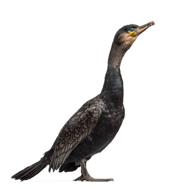 カワウ、ウ炭、白い背景に、またとして知られている偉大な黒鵜 - great black cormorant ストックフォトと画像