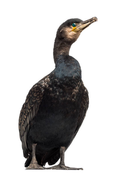 カワウ、ウ炭、白い背景に、またとして知られている偉大な黒鵜 - great black cormorant ストックフォトと画像