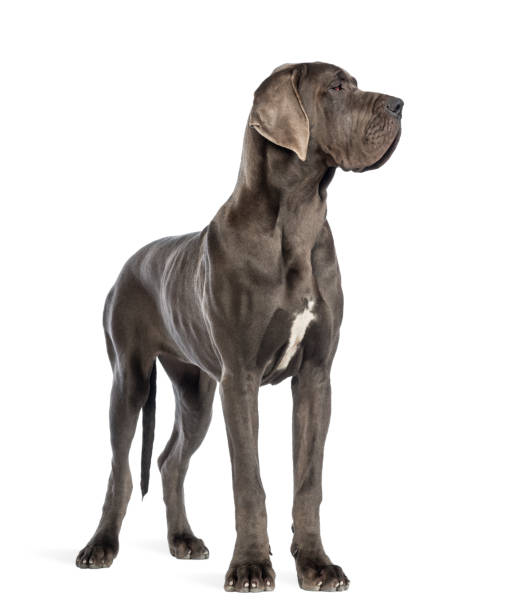 istock Great Dane, 10 months old, in front of white background 877367594