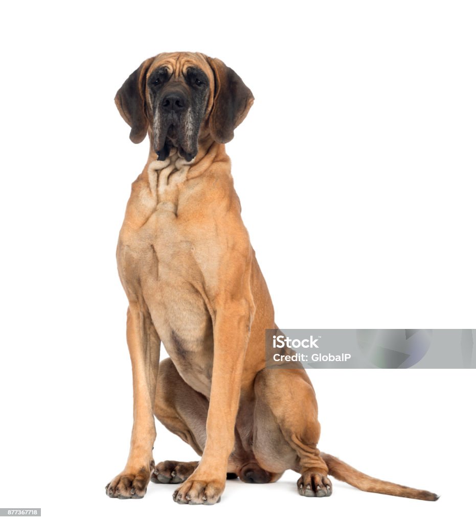 Great Dane, 10 months old, in front of white background Great Dane Stock Photo