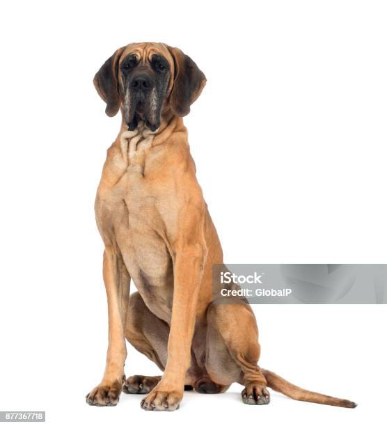 Great Dane 10 Months Old In Front Of White Background Stock Photo - Download Image Now