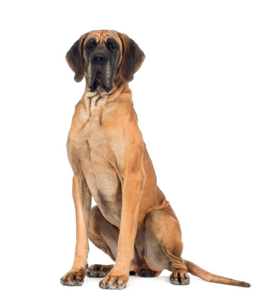 great dane, 10 months old, in front of white background - great dane imagens e fotografias de stock