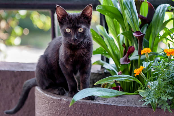 lindo gatito bombay negro - mumbai fotografías e imágenes de stock