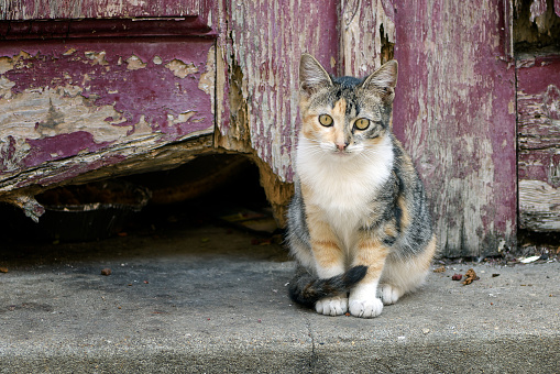 Cute calico cat kitten standing in front of old wooden door, looking at camera