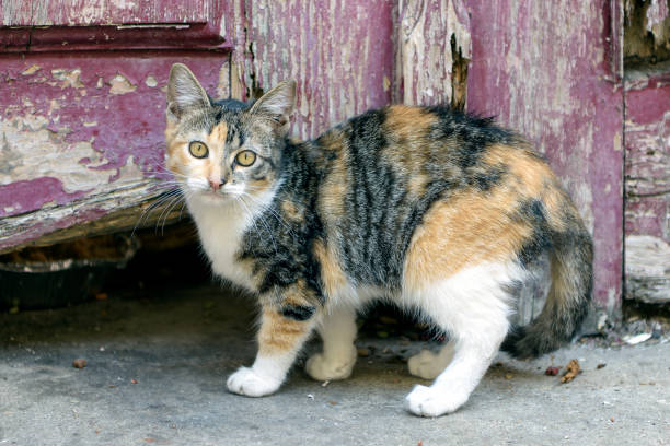 Cute young calico cat looking at the camera with vintage wooden door background.