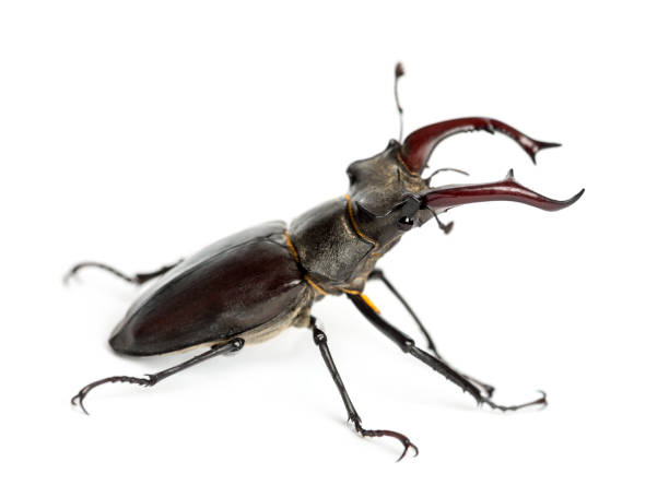 istock Male stag beetle, Lucanus cervus against white background 877368340