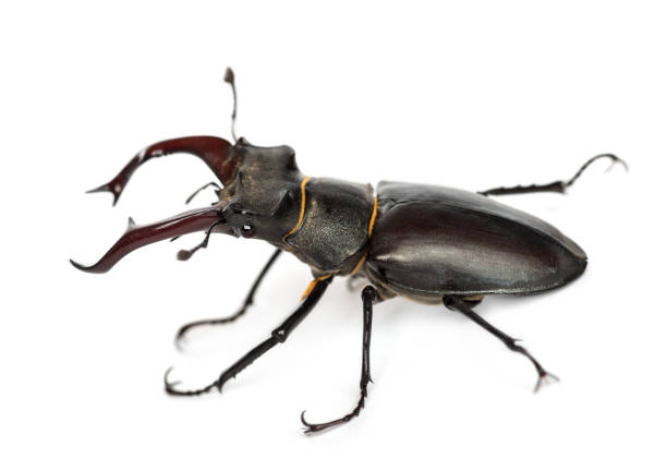 istock Male stag beetle, Lucanus cervus against white background 877368350