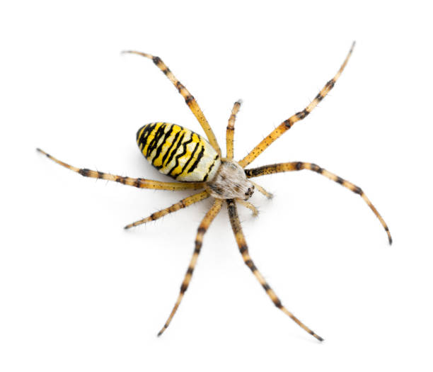 Wasp spider, Argiope bruennichi, against white background Wasp spider, Argiope bruennichi, against white background yellow spider stock pictures, royalty-free photos & images