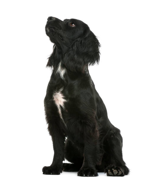 Working Cocker Spaniel sitting and looking up against white background