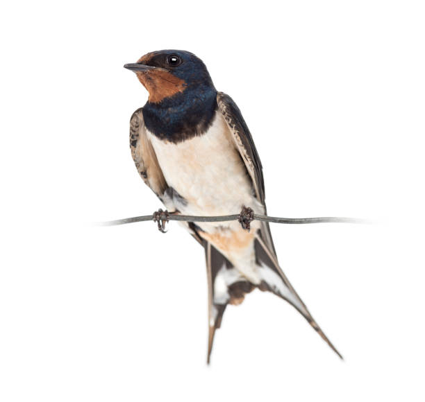 istock Barn Swallow, Hirundo rustica, perched on a wire against white background 877368658