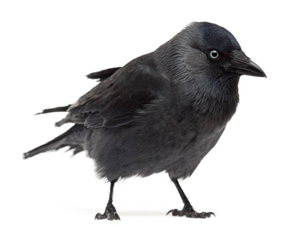 istock Western Jackdaw looking away, Corvus monedula, (or Eurasian Jackdaw, or European Jackdaw or simply Jackdaw) against white background 877368660