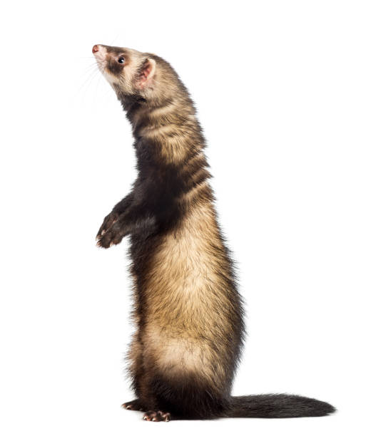 istock Ferret, 9 months old, sitting and looking up in front of white background 877368664