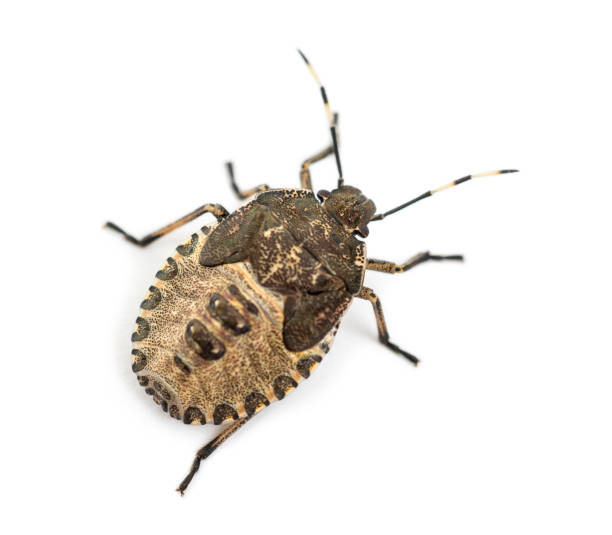 istock Top view of a Shield Bug, Troilus luridus, against white background 877368924