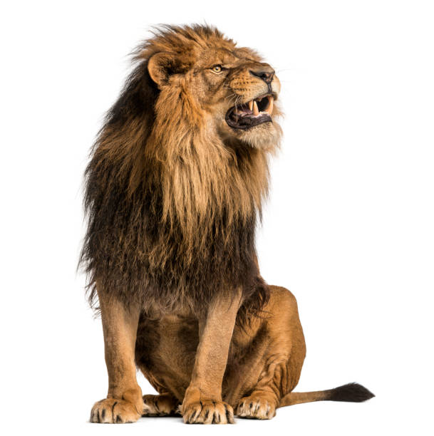 istock Lion sitting, roaring, Panthera Leo, 10 years old, isolated on white 877369036
