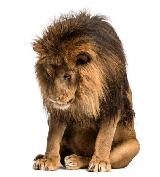 istock Lion, Panthera Leo, 10 years old, isolated on white 877369046
