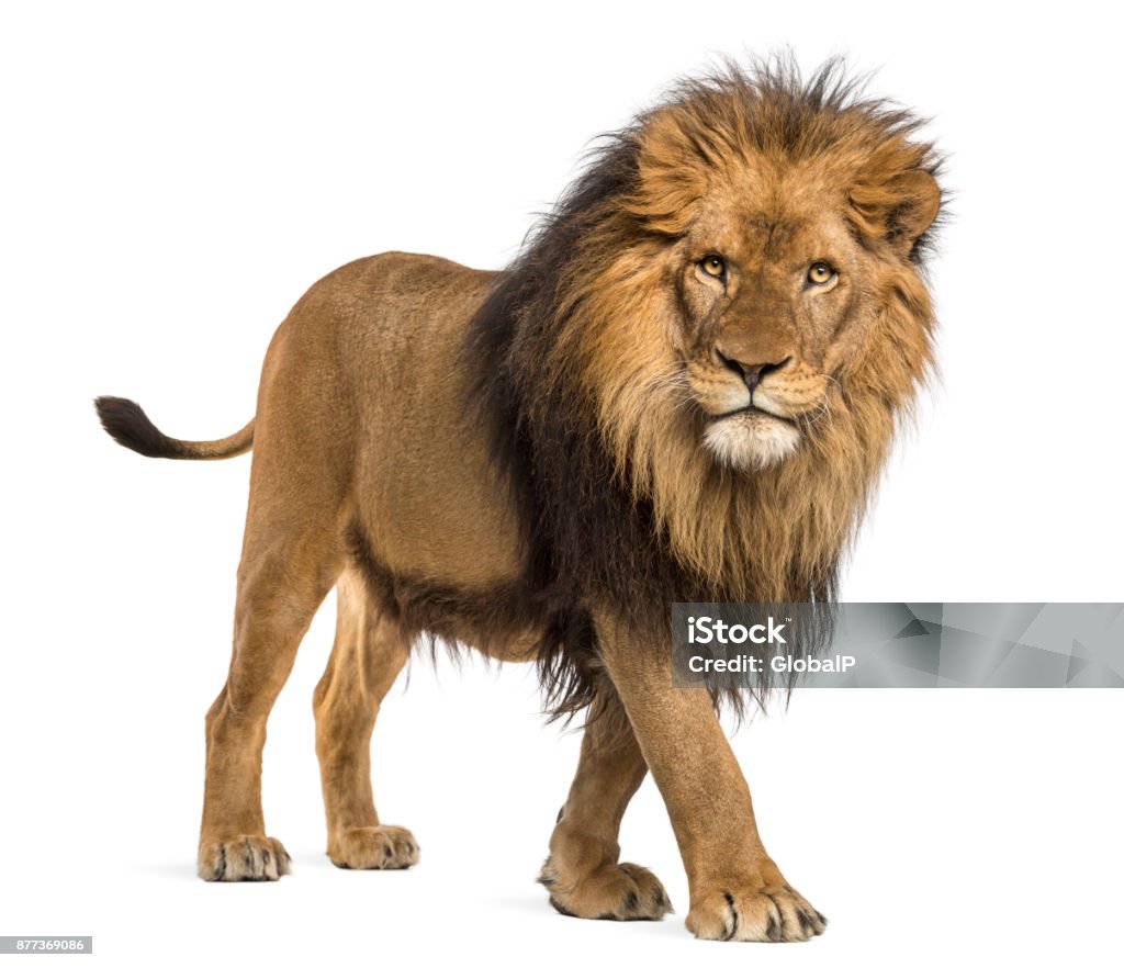 Lion, Panthera Leo, 10 years old, isolated on white Lion - Feline Stock Photo