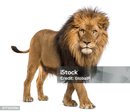 218,020 Lion Stock Photos, Pictures & Royalty-Free Images - iStock | Lion  roar, Lion face, Tiger