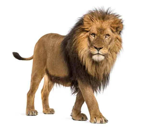 Photo of Lion, Panthera Leo, 10 years old, isolated on white