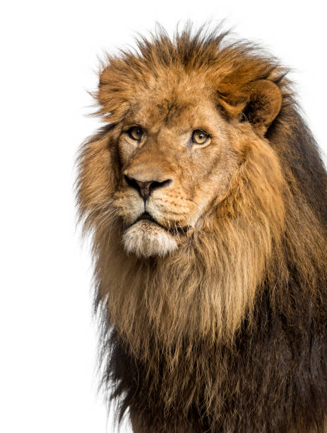 istock Lion, Panthera Leo, 10 years old, isolated on white 877369130