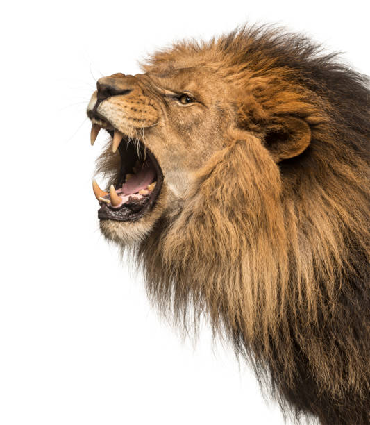 istock Lion, Panthera Leo, 10 years old, isolated on white 877369142