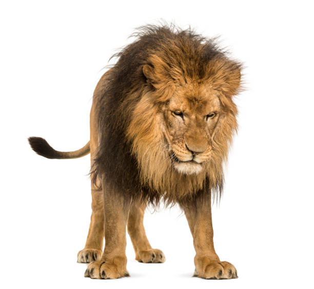 istock Lion, Panthera Leo, 10 years old, isolated on white 877369212