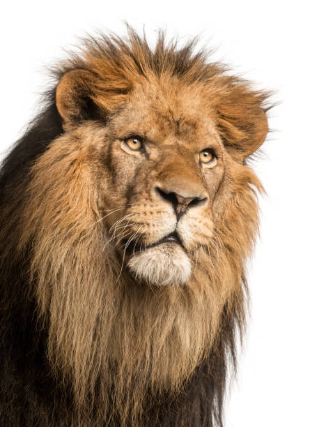 istock Lion, Panthera Leo, 10 years old, isolated on white 877369216