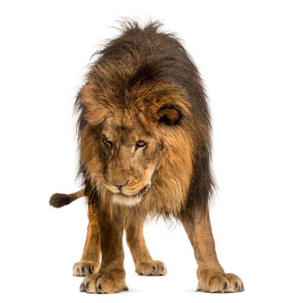 istock Lion standing, looking down, Panthera Leo, 10 years old, isolated on white 877369218