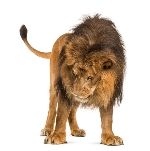 istock Lion standing, looking down, Panthera Leo, 10 years old, isolated on white 877369260