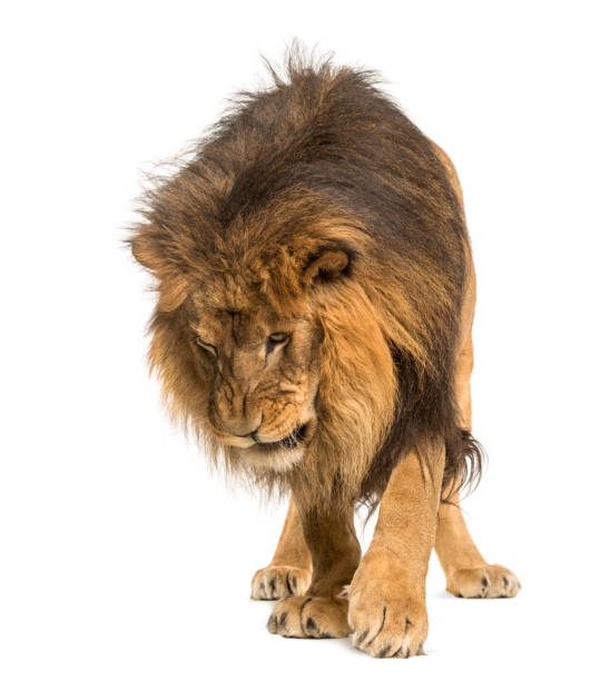 istock Lion, Panthera Leo, 10 years old, isolated on white 877369266