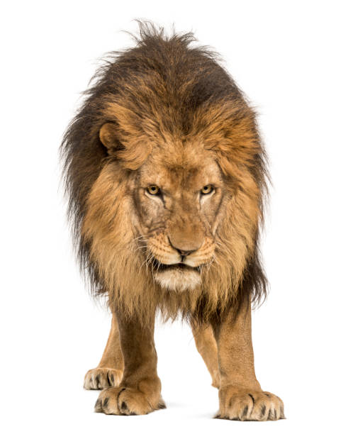 istock Lion, Panthera Leo, 10 years old, isolated on white 877369312